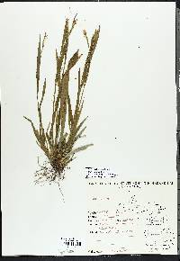 Carex laxiflora image