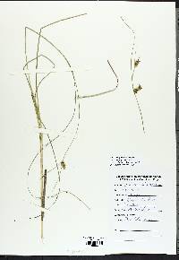 Carex oligosperma image