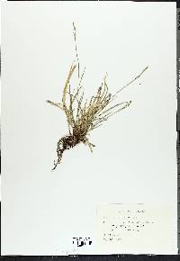 Carex pensylvanica image