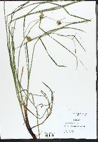 Carex tuckermanii image