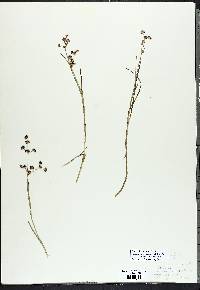 Cladium mariscoides image