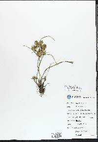 Cyperus pohlii image