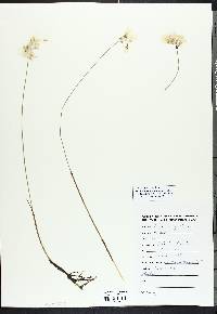 Eriophorum angustifolium image