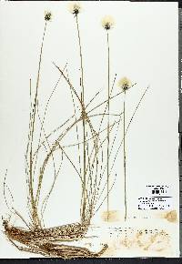 Eriophorum brachyantherum image