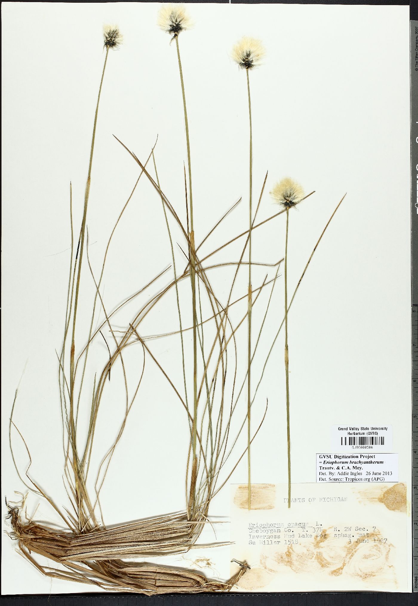 Eriophorum brachyantherum image