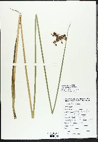 Schoenoplectus tabernaemontani image