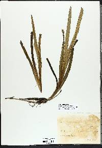 Vallisneria americana image