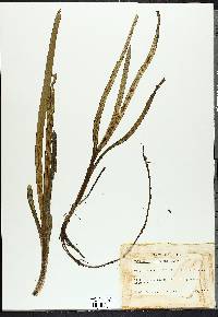 Vallisneria americana image