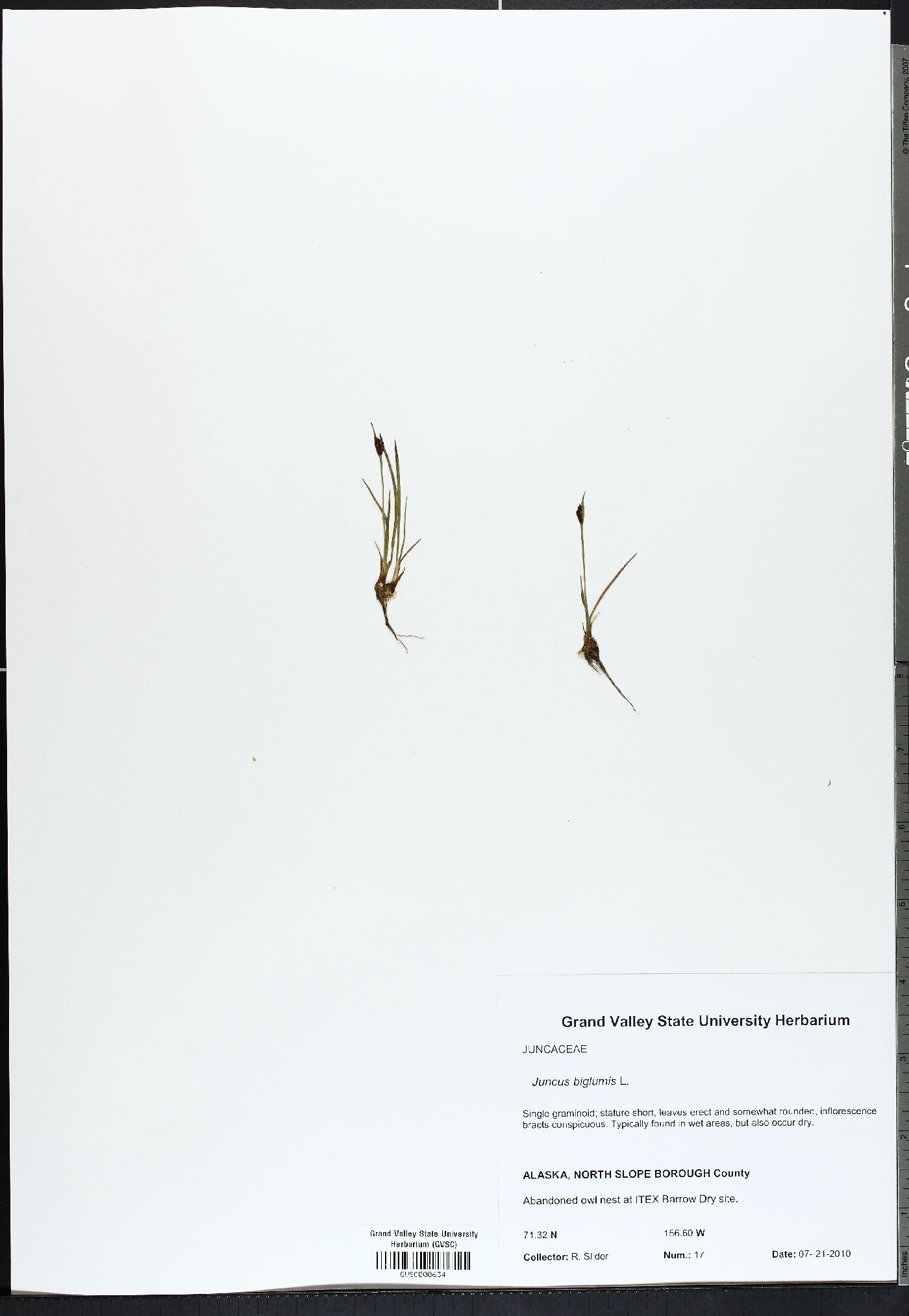 Juncus biglumis image