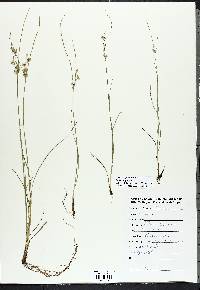 Juncus filiformis image