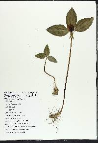 Trillium recurvatum image