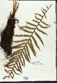 Matteuccia struthiopteris var. struthiopteris image