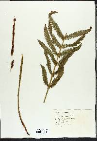 Osmundastrum cinnamomeum image