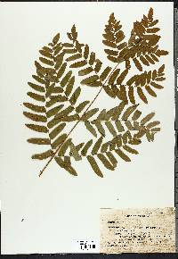 Osmunda regalis image