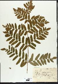 Osmunda regalis image