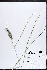 Elymus repens subsp. repens image