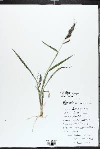 Echinochloa walteri image