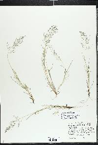 Eragrostis frankii image