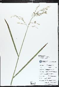 Glyceria canadensis image