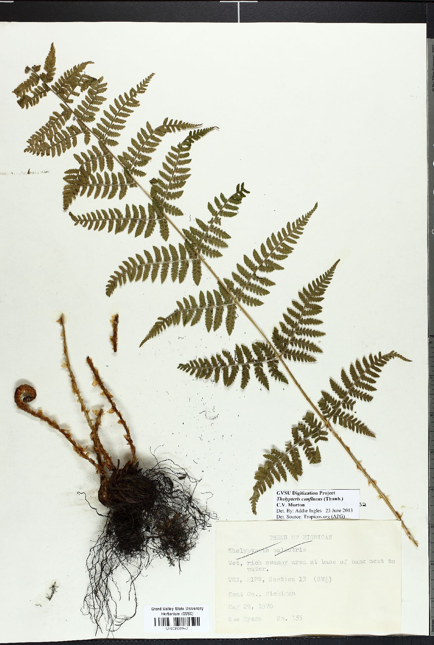 Thelypteris confluens image