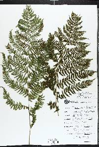 Thelypteris confluens image