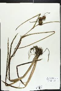 Sparganium androcladum image