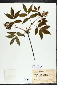 Sambucus racemosa image