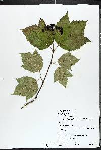 Viburnum acerifolium image