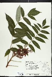 Rhus glabra image