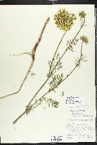 Daucus carota image