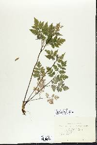 Osmorhiza aristata image