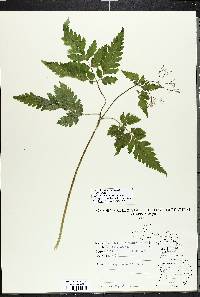 Osmorhiza aristata var. aristata image
