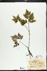Osmorhiza aristata var. aristata image