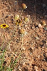 Gaillardia pinnatifida image