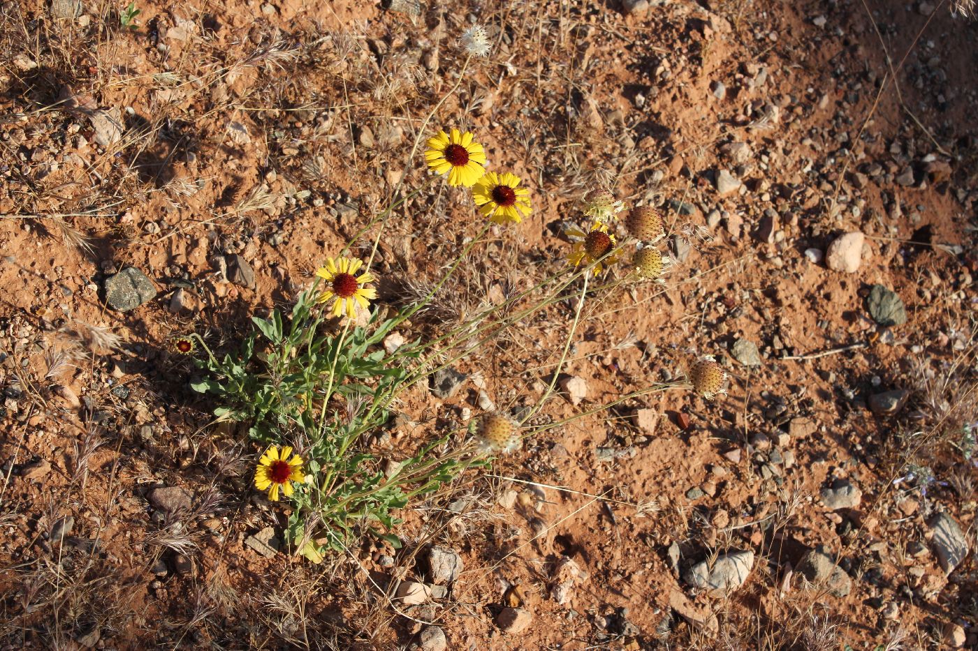 Gaillardia pinnatifida var. linearis image