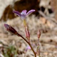 Gilia flavocincta subsp. australis image