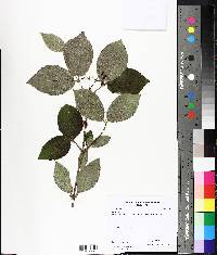 Viburnum lantana image