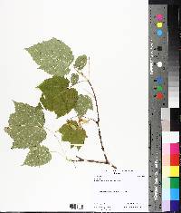 Acer spicatum image