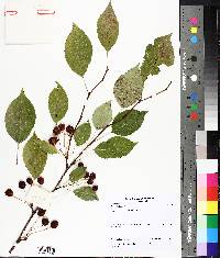 Amelanchier bartramiana image