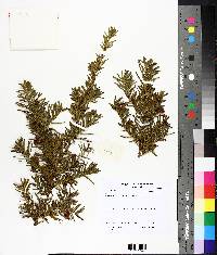 Taxus canadensis image