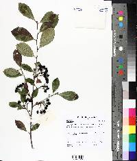 Rhamnus cathartica image