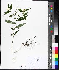 Solidago speciosa image