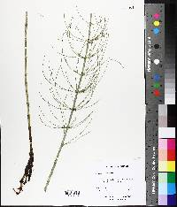 Equisetum palustre image