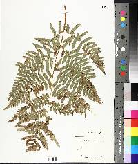 Pteridium aquilinum image