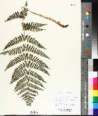 Dryopteris campyloptera image