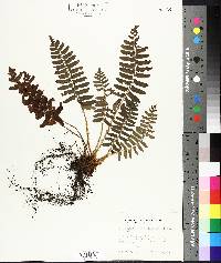 Polystichum acrostichoides image