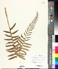 Polystichum acrostichoides image