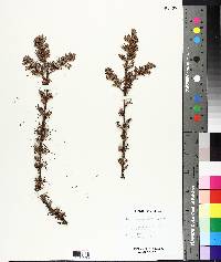 Larix laricina image