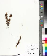 Larix laricina image