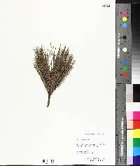 Pinus massoniana image